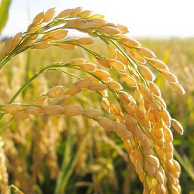 ふるさと納税 水戸市 【令和7年産】茨城県産 お米 コシヒカリ 精米 10kg(5kg×2) (茨城県/城里町 の 米) |  | 01