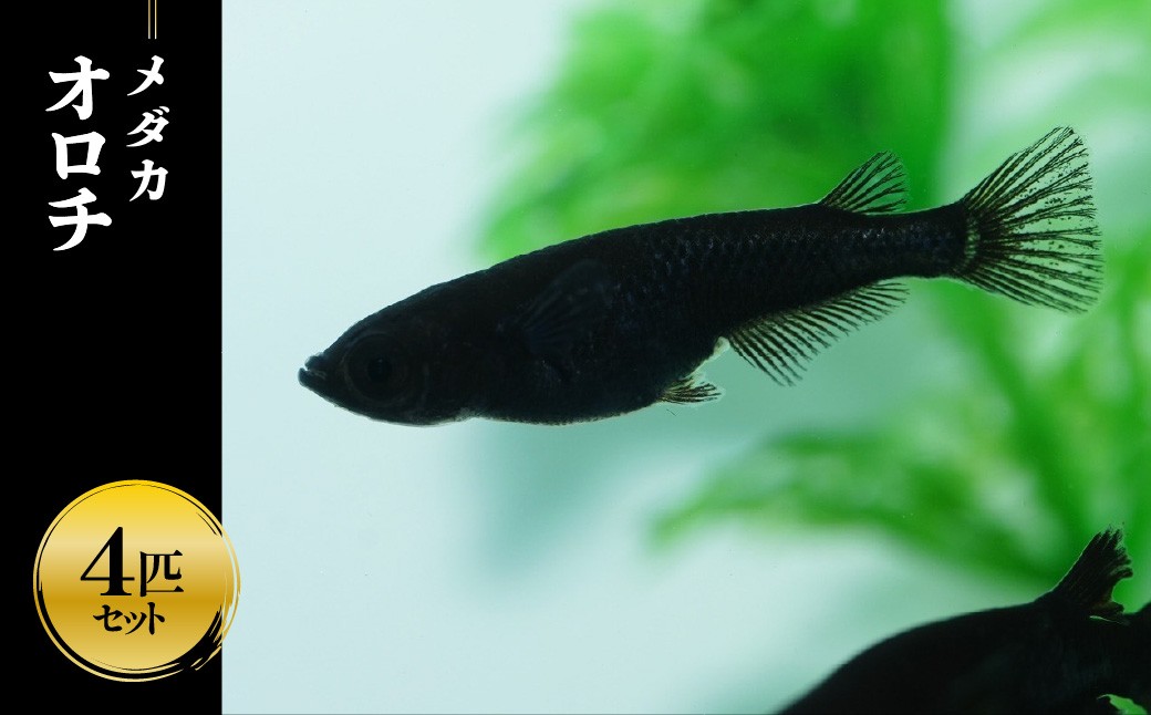 
                  メダカ「オロチ」4匹セット 【 ふるさと納税 埼玉県 飯能市 送料無料 めだか 魚 ペット 生き物 生体 エサ えさ 餌 産卵床 育成 飼育 アクアリウム 水槽 インテリア 】 HNNAD005
                