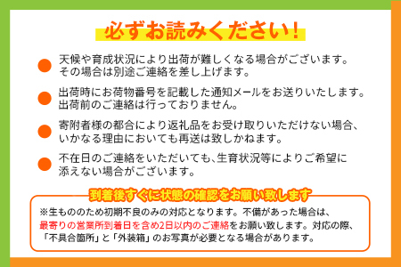 【定期便 完熟マンゴー】2027年出荷 4L×1玉 全4回 果物 フルーツ E221-27