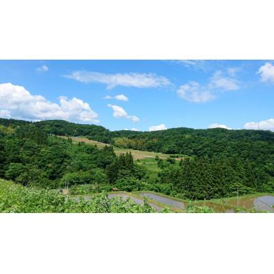 ふるさと納税 富山県 有機米コシヒカリ白米「棚田tanata」有機JAS認証米　3kgサイズ |  | 03