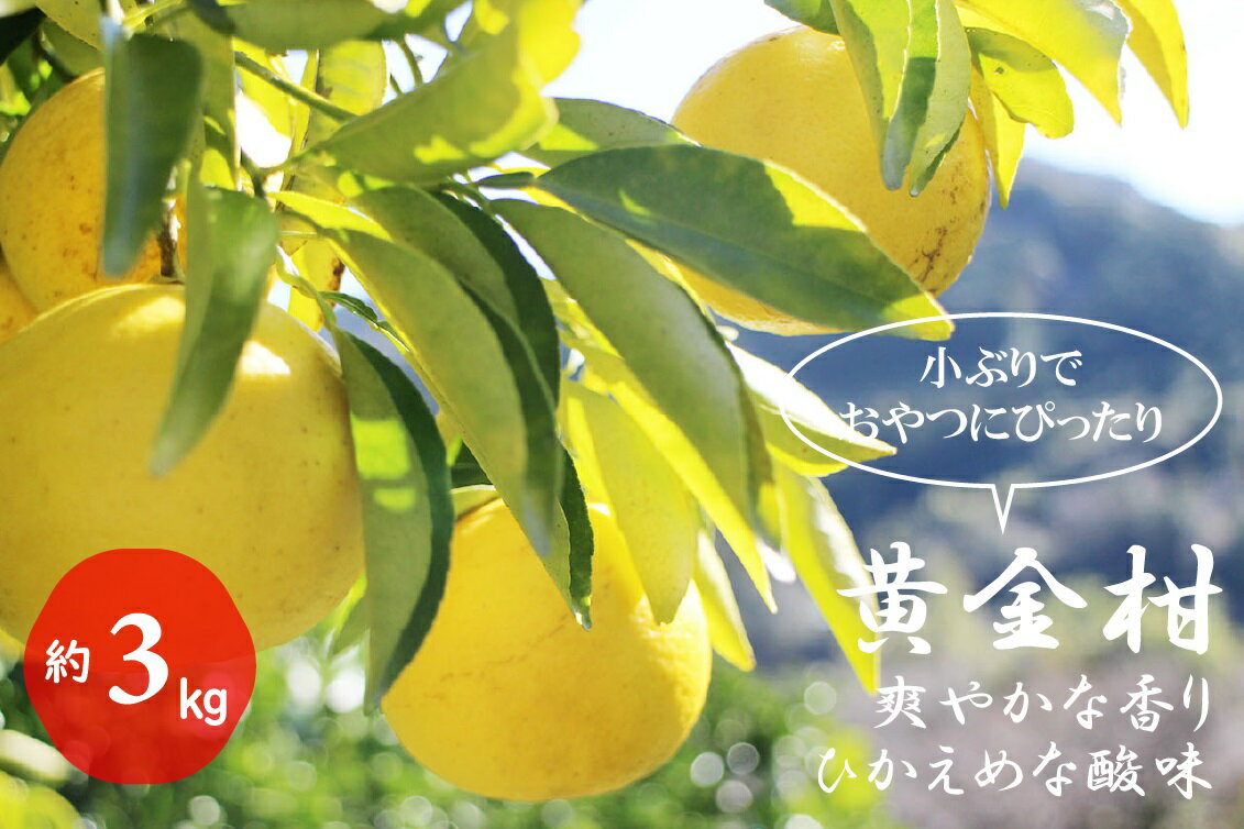 【ふるさと納税】黄金柑（3kg）