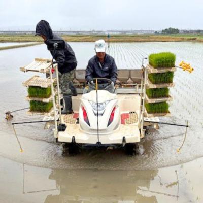 ふるさと納税 三条市 先行受付 新潟県三条市産 コシヒカリ 無洗米 5kg [グリーンファーム渡前] 【017S142】 |  | 02