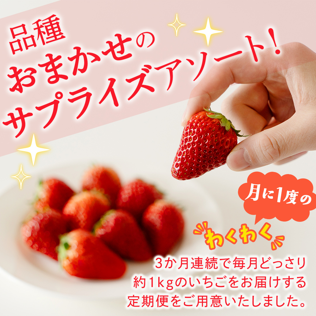 【定期便】いちご3ヶ月連続お届け便 （250g×4パック）×3回　【2026年1月から発送開始】（茨城県共通返礼品 [いちご]：城里町産） | 果物 フルーツ イチゴ 苺 白いちご とちおとめ 紅ほっ