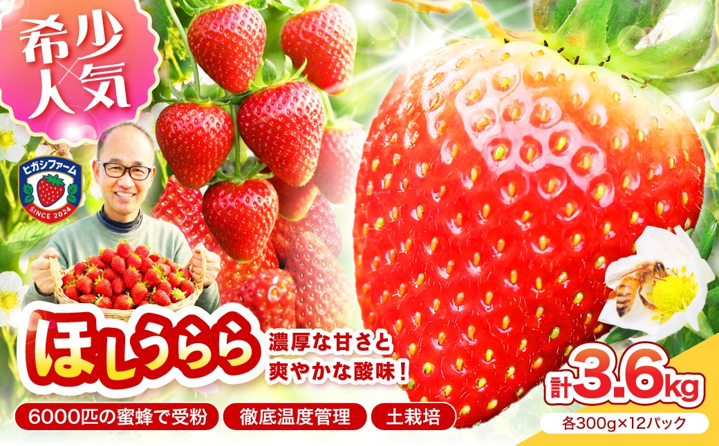 
                  【2027年1月～5月発送予定】【糖度12〜15度の希少品種】いちご ほしうらら 約3.6kg（約300g×2パック×6箱）【配送不可地域：北海道・沖縄・離島】【121B-001-2027】
                