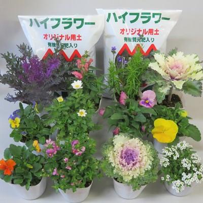 ふるさと納税 羽生市 ハイフラワーの季節の寄せ植えセット |  | 01
