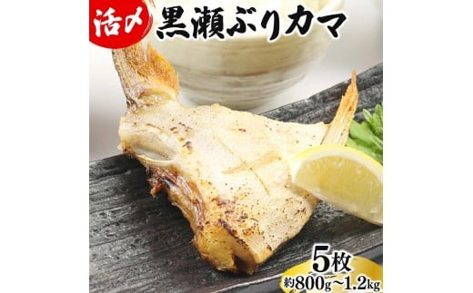 【3月発送】活じめ！黒瀬ぶりカマ（5枚入）（800g～1.2kg前後）