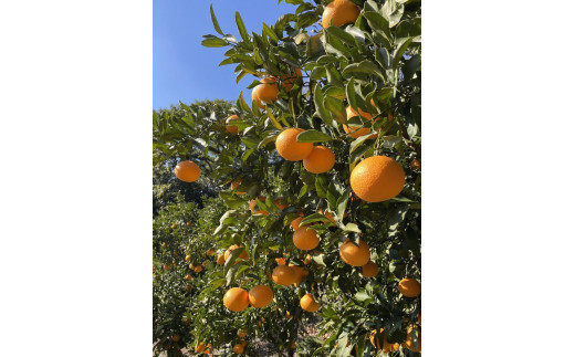 
和歌山県産 清見オレンジ 5kg
