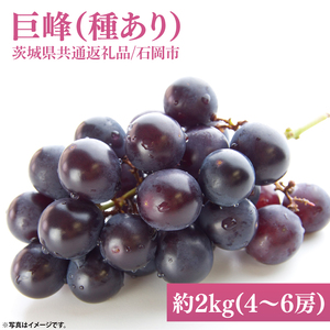【2026年9月初旬より順次発送】【数量限定】巨峰(種あり) 約2kg(4～6房)【茨城県共通返礼品/石岡市】（MH-1）