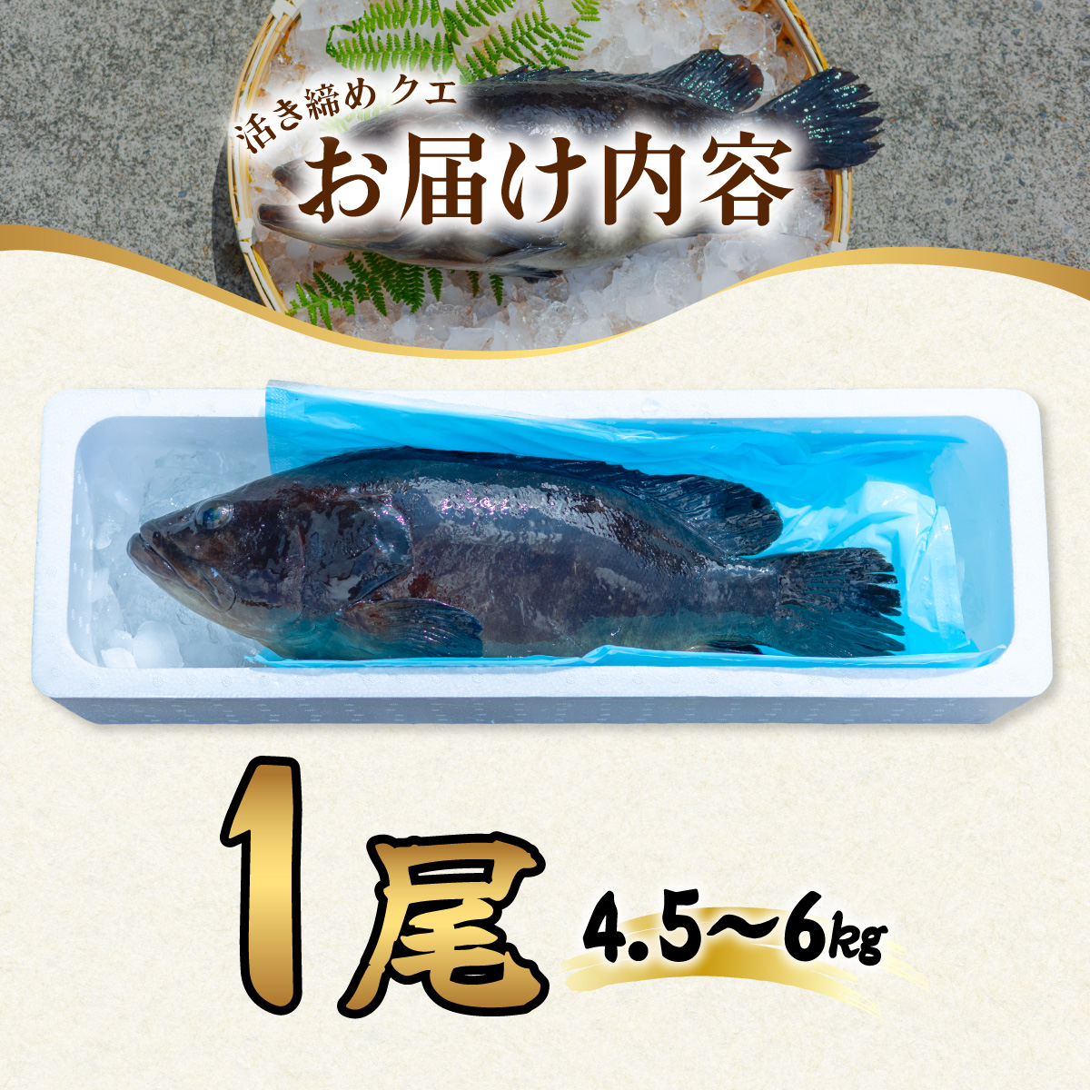 クエ 活き締め 4.5〜6kg 本クエ アラ 鮮魚 クエ鍋 高級 高級魚 産地直送 冷蔵 養殖 国産 九絵