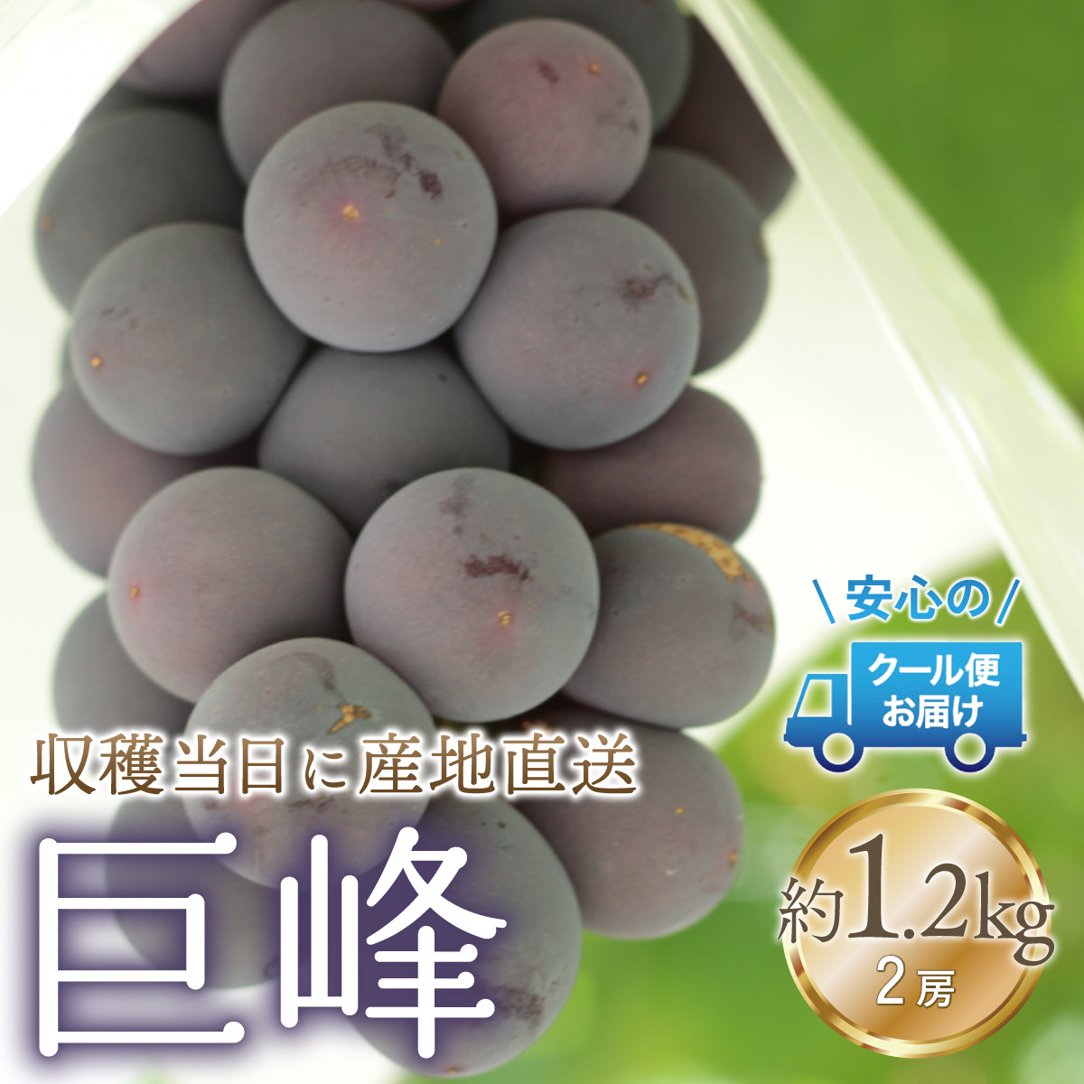 
            ＜2025年発送＞クール便発送　巨峰 1.2kg (2房) 179-021
          