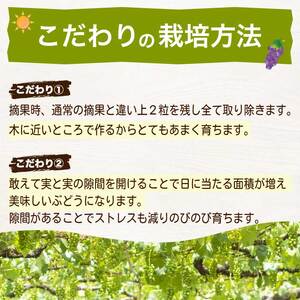《2026年夏頃発送・先行受付》【ひのきファームランド】 訳あり ぶぶシャインマスカット 1kg ぶどう マスカット 果物 フルーツ 233001