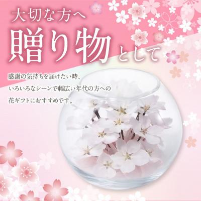 ふるさと納税 久留米市 桜のボトルフラワー(久留米絣敷物付き) |  | 01