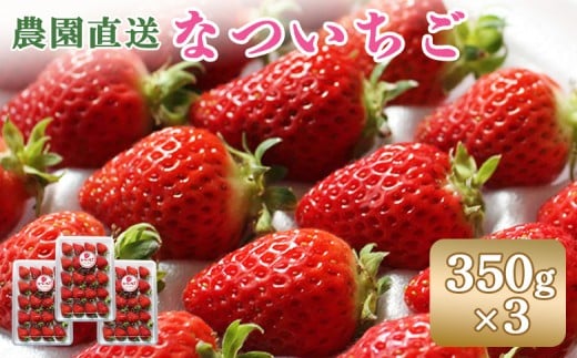 
                  【7月発送予定】 北海道羽幌産 なついちご1kg（350g×3） |  いちご 苺 イチゴ セット ペチカ フルーツ 3パック 予約 北海道 新鮮 農家 直送 ふるさと納税 羽幌町 羽幌【15101】
                