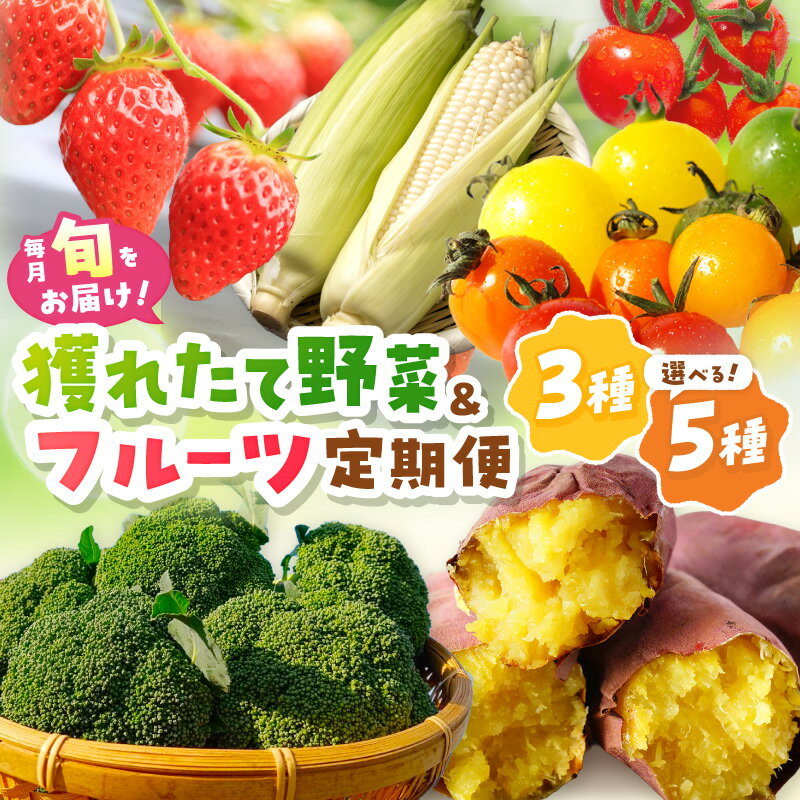 【ふるさと納税】【京野菜定期便】まつみやファーム獲れたて野菜・フルーツ定期便 3種 5種 選べる 定期便 回数 ふるさと納税 果物 くだもの フルーツ ふるーつ 野菜 やさい 芋 穀物 紅はるか さつまいも いちご イチゴ 苺 ホワイトコーン 農家応援 生産者応援 送料無料