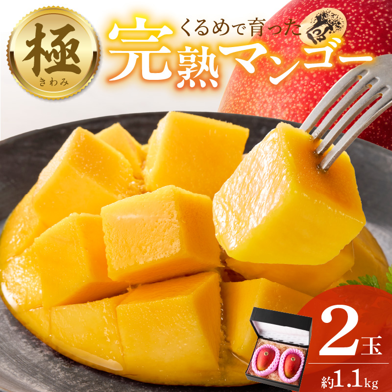 極　完熟マンゴー（2玉：約1.1kg）_完熟マンゴー 2玉 約 1.1kg 久留米産 平均糖度 17度～18度 完熟 マンゴー 2026年 6月下旬より 順次お届け 国産 フルーツ トロピカルフルーツ
