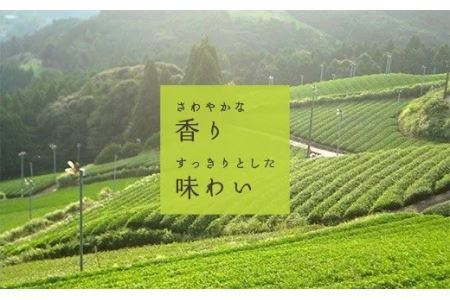 深蒸し日坂茶 ペットボトル 500ml × 24本 （ 深蒸し掛川茶・ ドリンク ）山英 深蒸し茶 6166