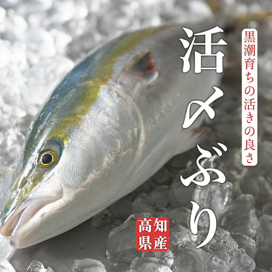 【ふるさと納税】高知県産 ぶり 活〆 丸ごと 1本 4kg以上 鰤 ブリ 刺身 冷蔵｜一本買い 丸ごと1尾 新鮮 脂のり お刺身 刺し身 さしみ 煮付け ぶりしゃぶ ぶり大根 お正月 年末配送 鮮魚 年末年始 おせち 贈答 ギフト 産地直送 高知 大月町 国産