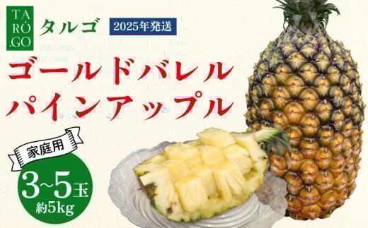 【規格外・家庭用】TARUGO　ゴールドバレルパイン　約5kg（3～5玉）2025年発送 家庭用 パイン パインアップル パイナップル タルゴ タルゴゴールド ゴールドバレル 葉ナシ ご自宅用 訳あり 国産パイン 規格外 生産者応援 農家応援 高級フルーツ 大玉 国産 やんばる 沖縄 東村