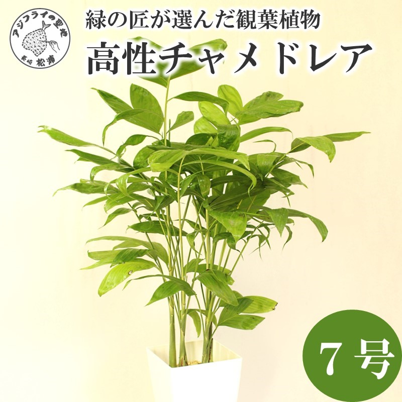 緑の匠が選んだ観葉植物 素敵な空間づくりに 高性チャメドレア 7号( チャメドレア 観葉植物 インテリア 植物 新築祝い 贈り物 開店祝い 引っ越し祝い 送料無料 )【B8-020】