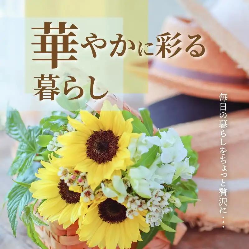 ご家庭用　ヒマワリ切花【2026年6月中旬～2026年9月下旬配送】