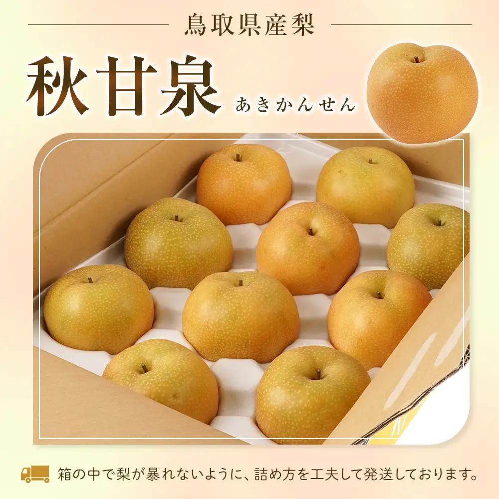 数量限定 鳥取県産梨 秋甘泉（あきかんせん） 5kg（8～12玉）