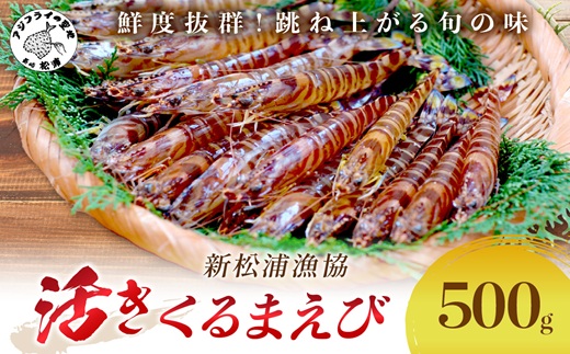 【 先行予約 】【宅配BOX不可】新松浦漁協　活きくるまえび500g（ ふるさと納税 車海老 クルマエビ 車エビ 車えび くるまえび 海老 エビ えび 海鮮 送料無料 活き車えび ）【C0-068】