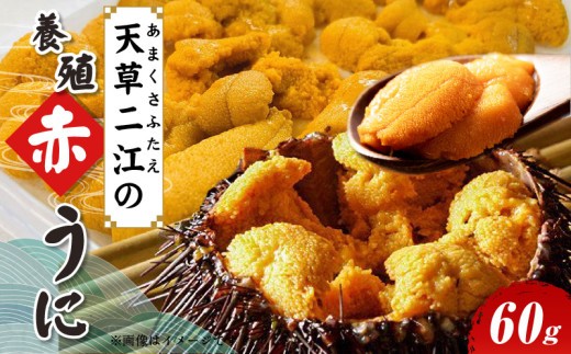 S157-007_天草二江の養殖赤うに 60g 天草 二江 養殖 赤うに 有明海 宝の海 魯山人 認めた 幻 ウニ 殻 朱色 濃厚 甘み 特徴 希少 ウニの概念 変わる 大粒 きれい 海産物 ご褒美 