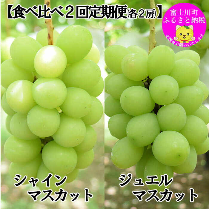 【ふるさと納税】【2025年発送分 先行予約】【2回食べ比べ定期便・別送】シャインマスカット（1.0～1.2kg・2房）＋ジュエルマスカット（1.1～1.4kg・2房）　ぶどう シャイン シャインマスカット ジュエルマスカット フルーツ 果物 山梨 やまなし 定期便 食べ比べ 先行予約