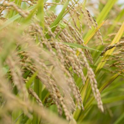 ふるさと納税 かすみがうら市 2025年新米 ふくまる厳選米 茨城県産(精米)10kg(5kg×2) |  | 02