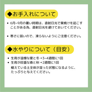 エケベリア オリジナル 交配種 おまかせ 2個 セット 【多肉屋GPK】／ インテリア インテリア植物 おしゃれインテリア オシャレ おしゃれ 多肉 多肉植物 観葉植物 植物 おまかせセット 人気 高