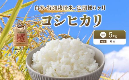 コシヒカリ 5kg 定期便 6ヶ月 令和8年産 新米 白米 コシヒカリ 滋賀県