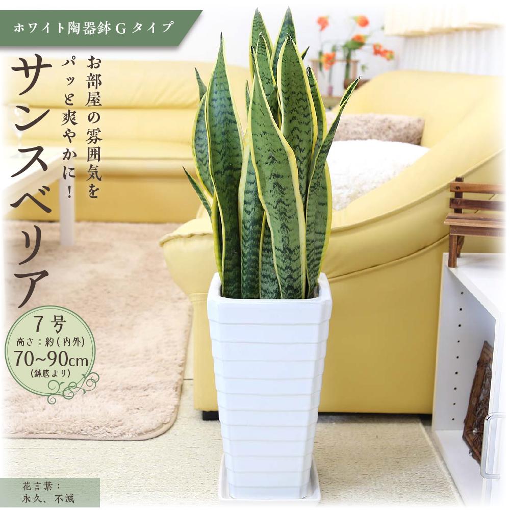 【観葉植物】サンスベリア 7号 ホワイト陶器鉢 Gタイプ 高さ:約70～ 90cm 土の表面：ウッドチップ ｜観葉植物 インテリア 部屋 おしゃれ 福岡県筑前町 送料無料