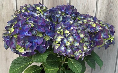 【2026年 先行予約】アジサイ ラグーン(青系) 5号鉢 | シクラメン  あじさい 根本園芸