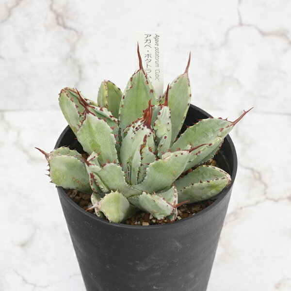 【ふるさと納税】アガベ・ポタトラム「キュービック」 4.5号鉢 四国ガーデン 人気 多肉植物 インテリア 観葉植物 グリーン リラックス｜B327