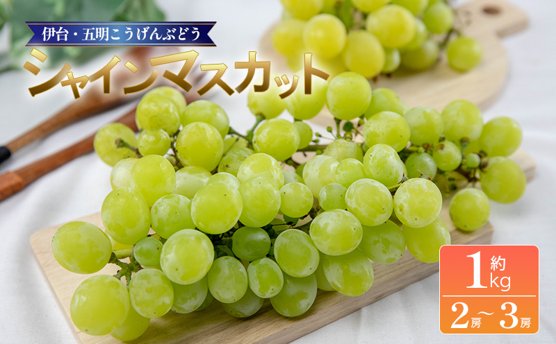 シャインマスカット 約1kg 【2026年8月下旬頃から順次発送】 | シャインマスカット ぶどう ブドウ フルーツ 果物 くだもの 冷蔵 期間限定 伊台五明こうげんぶどう 愛媛県 松山市 ベジろう 送料無料