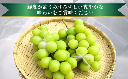 ぶどう シャインマスカット 約1kg|シャインマスカット ぶどう