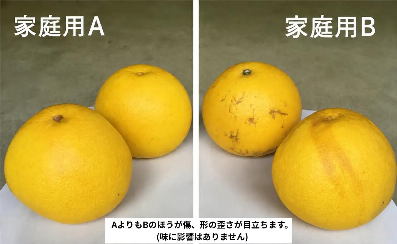 土佐文旦 10kg 家庭用B フルーツ