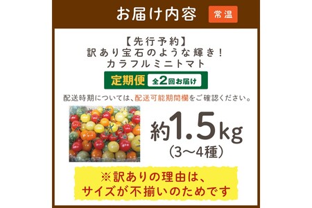 【2回定期便】京丹後産 訳あり 宝石のような輝き！カラフルミニトマト（2026年5月下旬～発送）