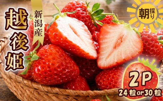 ↓寄附額改定↓ いちご 越後姫 3L～2L 24粒 or 30粒 特別価格 朝採り 当日発送 苺 イチゴ えちごひめ 朝どれ 朝摘み 生産者直送 農家 直送 数量限定 季節限定 期間限定 限定 須貝いちご園 新潟 新発田 sugai002_01