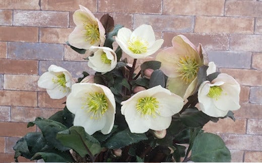 クリスマスローズ・ハイブリッド・フロスティ | 花 クリスマス ローズ 冬 氷 薔薇 赤 季節 冬 ガーデニング ガーデン 庭 贈答 プレゼント ギフト 期間限定 伊那市 ふるさと納税【017-13】