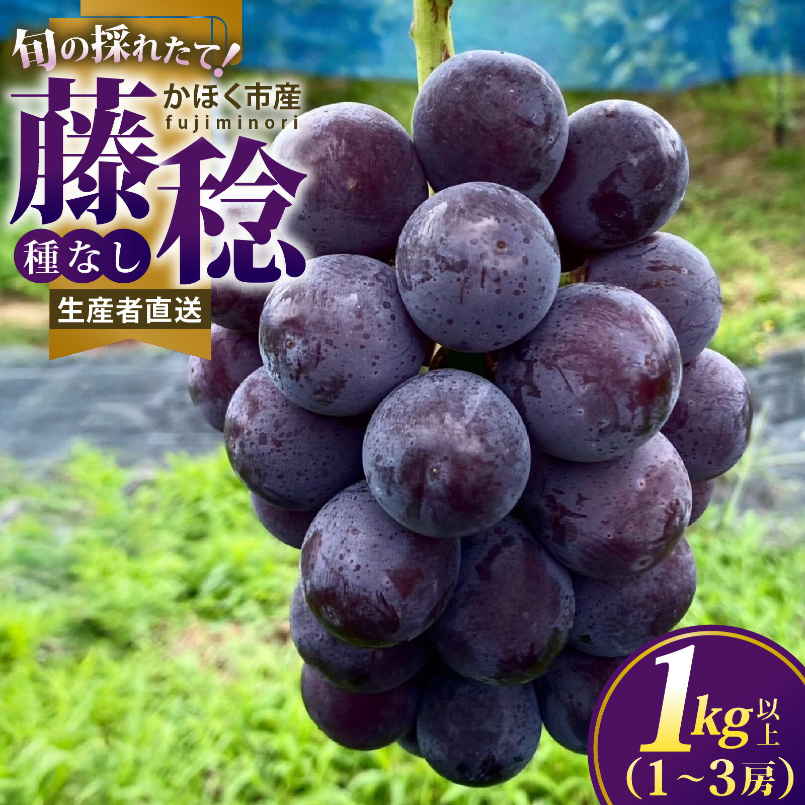【ふるさと納税】【先行予約】藤稔（ふじみのり）種なし 1kg以上（1～3房）【朝採れ・産地直送】【2027年8月より順次発送】｜ぶどう 葡萄 ブドウ フルーツ 果物 くだもの ふじみのり 藤稔 糖度18度 かほく市 石川県かほく市 石川 産地直送
