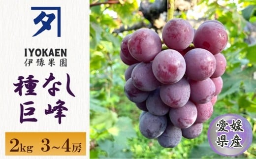 
            種なし巨峰 約2kg 【2026年先行予約・2026年8月から順次発送予定】 ぶどう 葡萄 果物 愛媛 人気 伊豫果園 伊予市｜B389
          