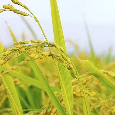 ふるさと納税 酒田市 はえぬき精米10kg(5kg×2袋) |  | 02