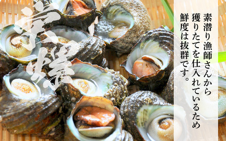 【先行予約】天然 黒アワビ 中サイズ 1個 ＆ 活サザエ 1.1kg 【2026年7月より順次発送予定】素潜り 活 黒あわび サザエ [m17-b006_07]