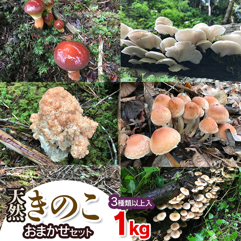【ふるさと納税】【令和8年産先行予約】天然きのこ おまかせセット（3種類以上）1kg【発送時期：8月1日〜11月30日頃】 きのこ わかば屋　2026年