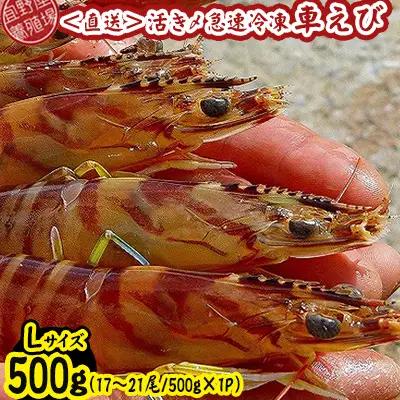 車海老 活き〆急速冷凍車海老 Lサイズ 約500g