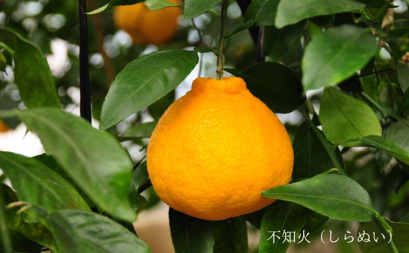 【2027年2月より順次発送】 後藤みかん農園 柑橘詰合せ （せとか・不知火 各3個）ハウス栽培 果物 くだもの 旬のフルーツ 旬の果物 季節のフルーツ 季節の果物 柑橘 柑橘類 静岡 浜松市