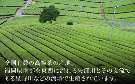【全3回定期便】八女茶 6袋（600g）セット ＜お茶の星陽園＞那珂川市 定期便 お茶 緑茶 茶葉  42000 42000円 [GAD005]