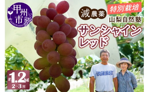 減農薬「特別栽培」やまなし自然塾の甲州市産サンシャインレッド約1.2kg（2～3房）【2026年発送】（YSGK）C5-162 【サンシャインレッド ぶどう 葡萄 ブドウ 令和8年発送 期間限定 山梨県産 甲州市 フルーツ 果物】