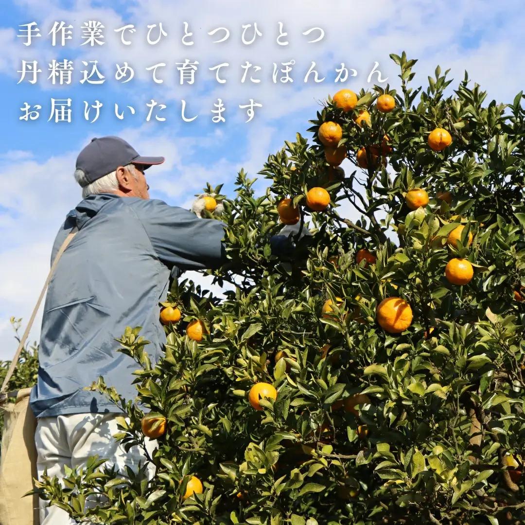 徳村の訳ありぽんかん サイズおまかせ ＜5kg＞